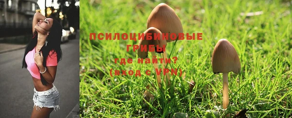 стаф Богданович